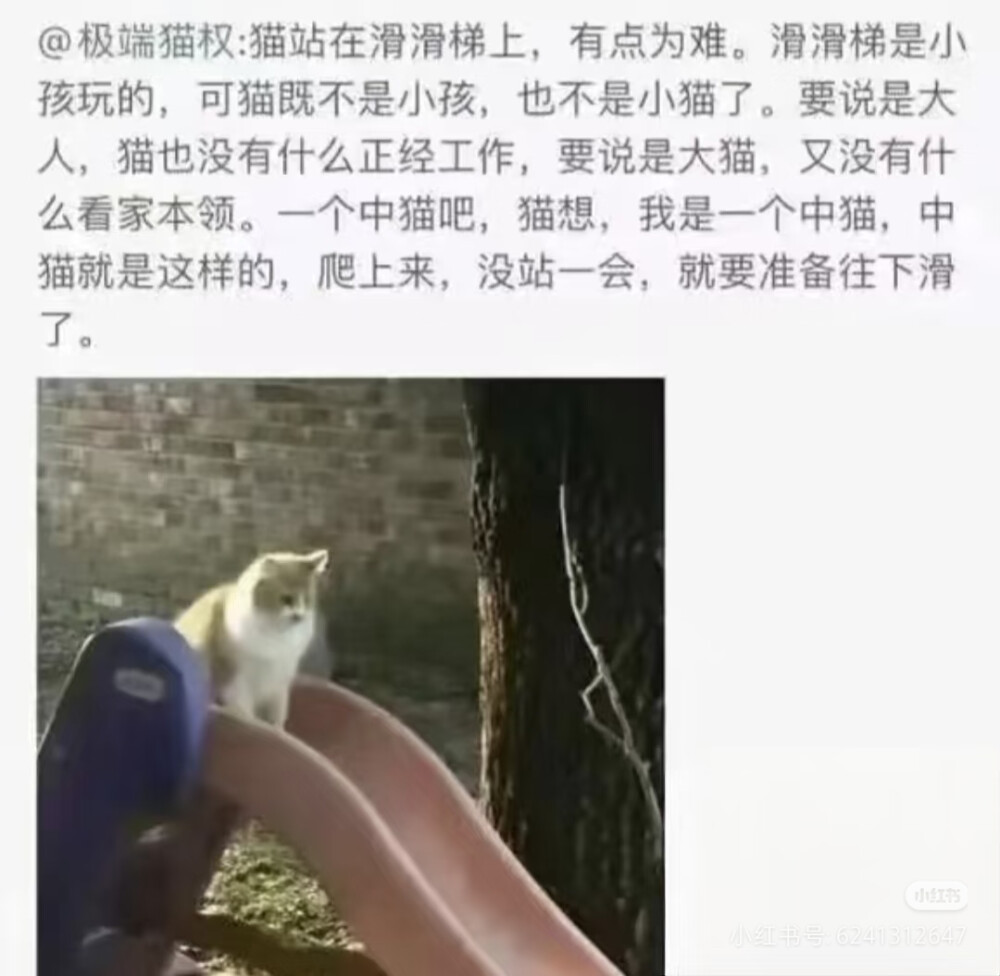 猫猫拯救世界