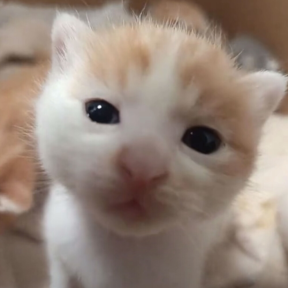 (⸝⸝⸝°-̫° ⸝⸝⸝)