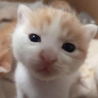 (⸝⸝⸝°-̫° ⸝⸝⸝)