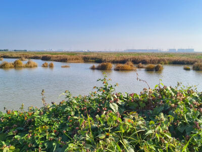 南沙十九涌渔人码头，广州市