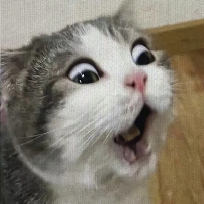 猫猫表情包