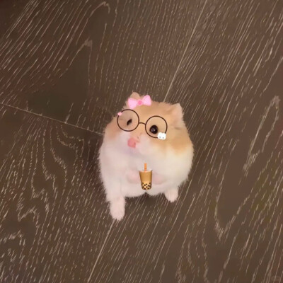可爱鼠鼠