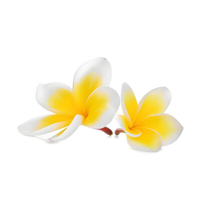 鸡蛋花白底头像