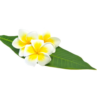 鸡蛋花白底头像