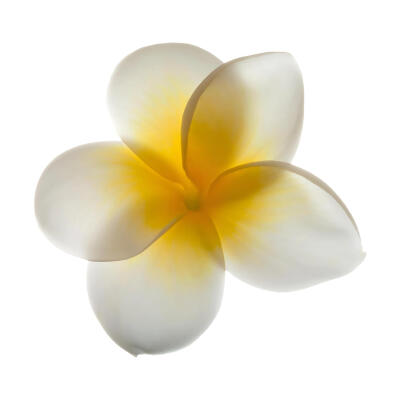 鸡蛋花白底头像