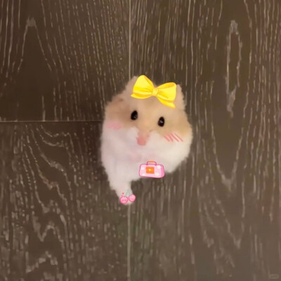 可爱鼠鼠