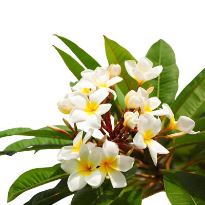 鸡蛋花白底头像