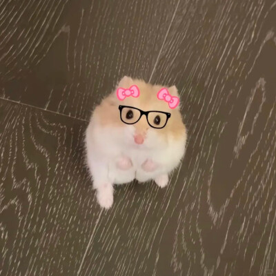可爱鼠鼠