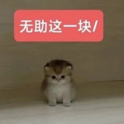 猫猫表情包