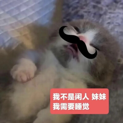 猫猫表情包