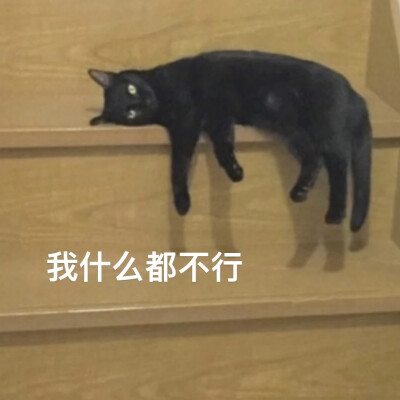 猫猫表情包