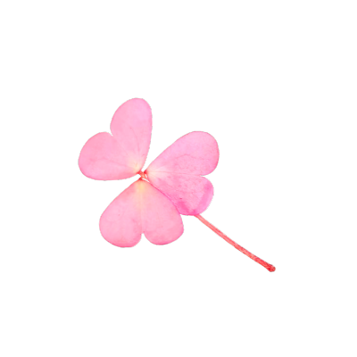 自制粉色酢浆草素材免扣