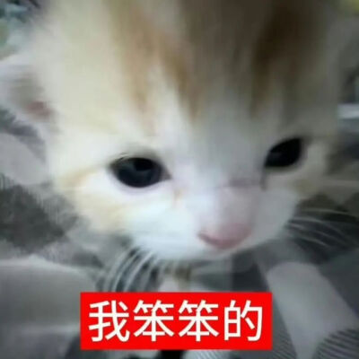 猫猫表情包