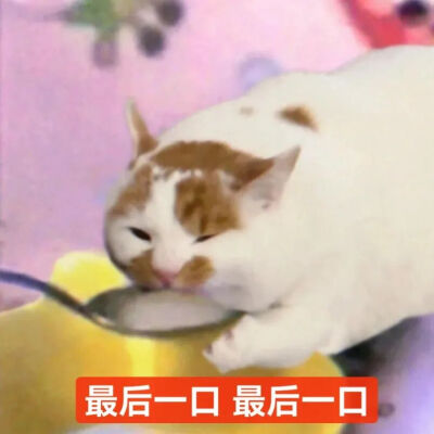 猫猫表情包
