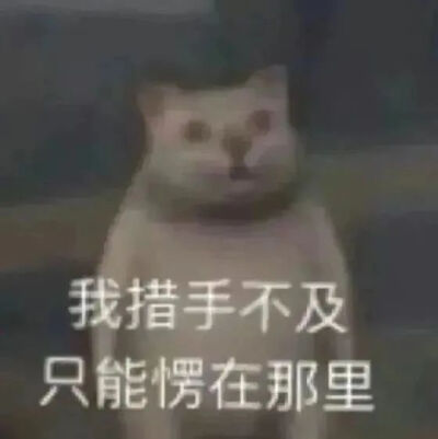 猫猫表情包
