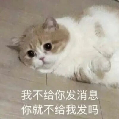 猫猫表情包