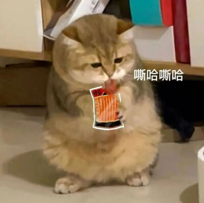 猫猫拯救世界