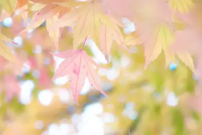 Photo by 壁纸迷