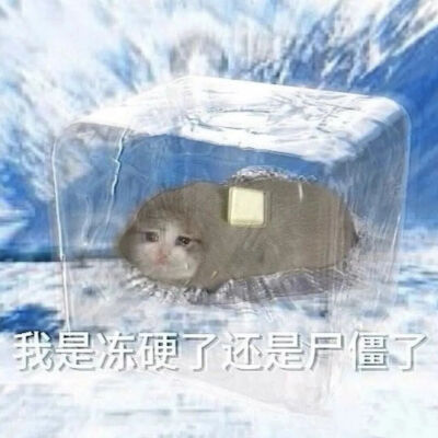 猫猫表情包