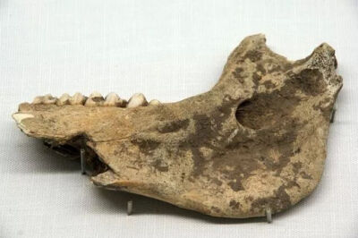 新石器时期  家猪右下颌  河南省舞阳县贾湖遗址出土中国社科院考古研究所藏 