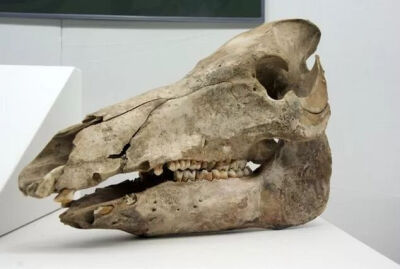 新石器时期  家猪头骨 安徽省蒙城县尉迟寺遗址出土 中国社科院考古研究所藏