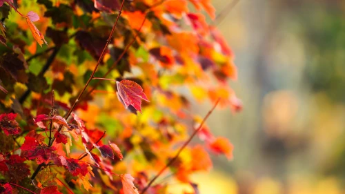 Photo by 壁纸迷