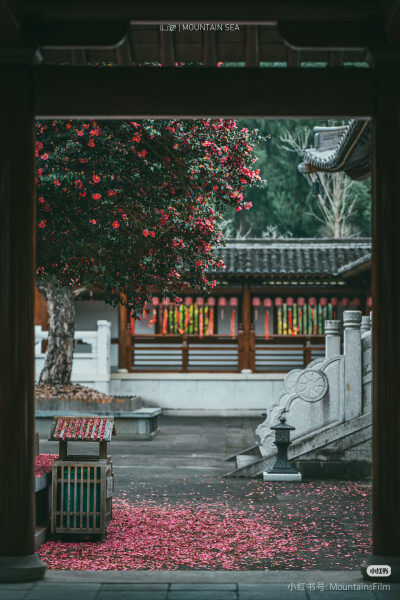 武义桃溪镇延福寺—茶梅