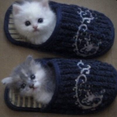 (=´∀｀)人(´∀｀=)