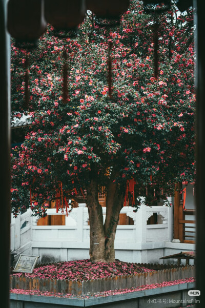 武义桃溪镇延福寺—茶梅