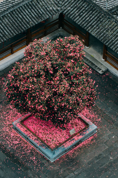 武义桃溪镇延福寺—茶梅