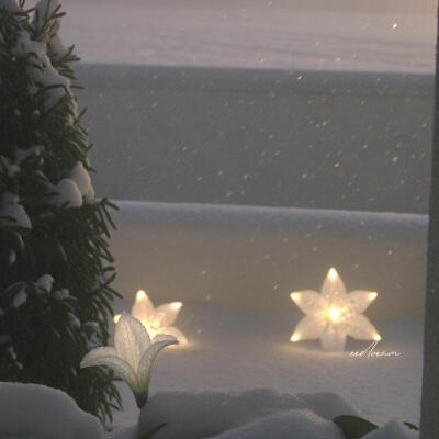 在无人诉说的冬日
缓缓绽放～