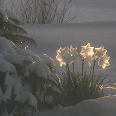 在无人诉说的冬日
缓缓绽放～