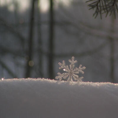 林间落了一片雪，是冬天揉碎的星光。