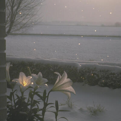 在无人诉说的冬日
缓缓绽放～