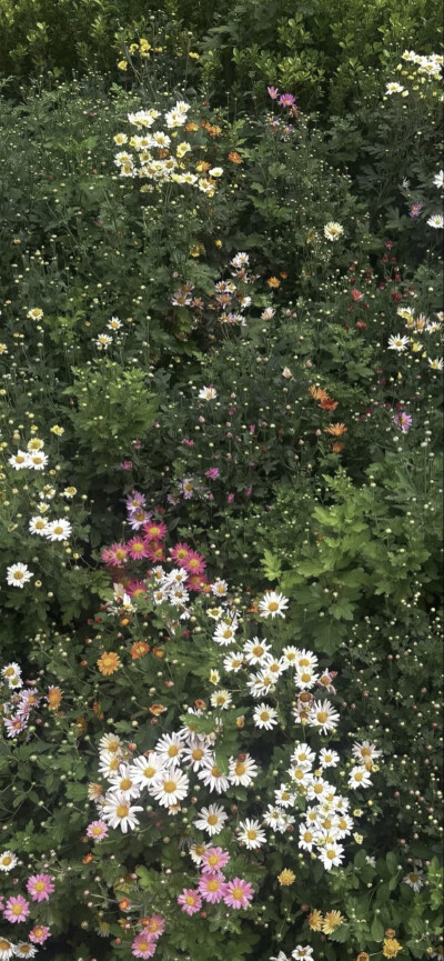 手机壁纸 | 聊天背景图