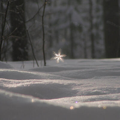 林间雪幕里，一片雪花悬成了会发光的星。