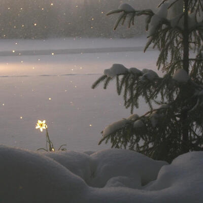 在无人诉说的冬日
缓缓绽放～