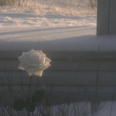 雪玫瑰
