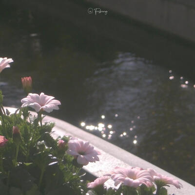 临水花开，波心晃着碎钻般的光