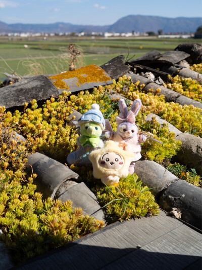 冬日暖阳
喜洲晒娃