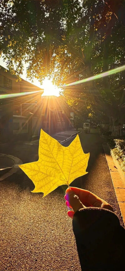 高清手机壁纸全屏8K