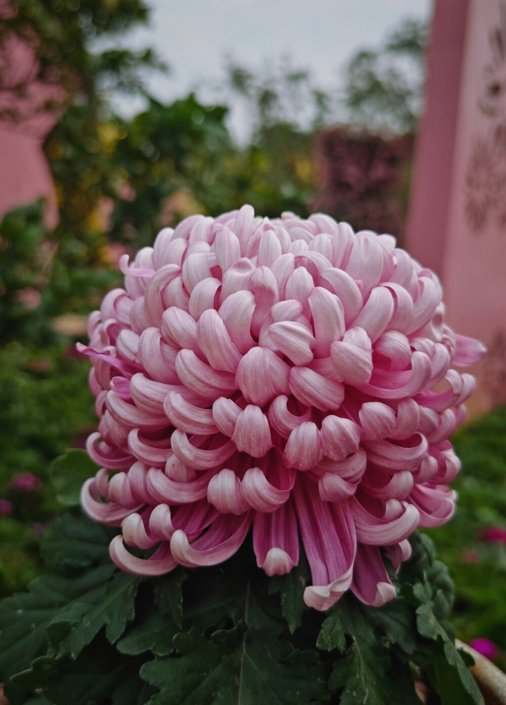 菊
