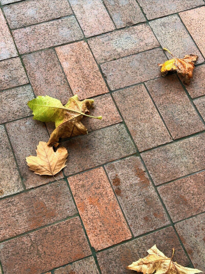 日常
“请用一只玫瑰纪念我”