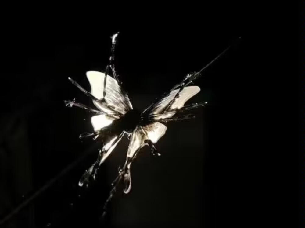 我们的生命先后顺序 在同个温室里