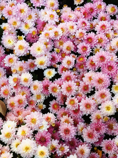 日常
“请用一只玫瑰纪念我”