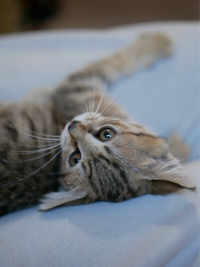 凛冬将至
我与狸奴不出门