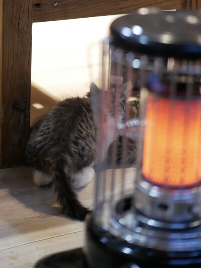 凛冬将至
我与狸奴不出门