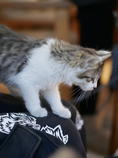 凛冬将至
我与狸奴不出门