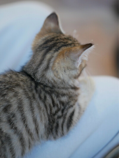 凛冬将至
我与狸奴不出门