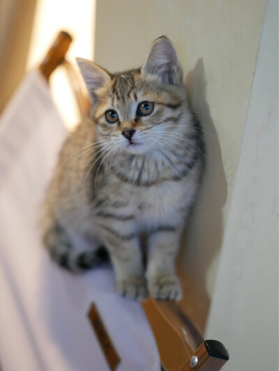 凛冬将至
我与狸奴不出门